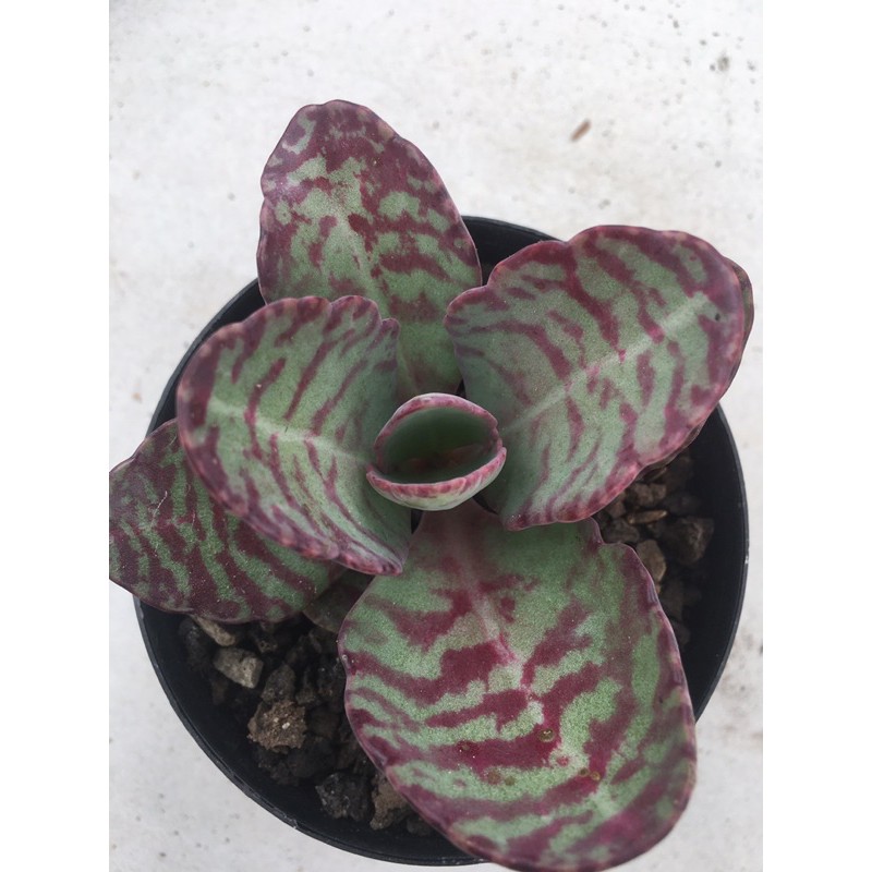 Sukulen /sukulen toke