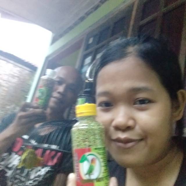 pakan lomba lovebird