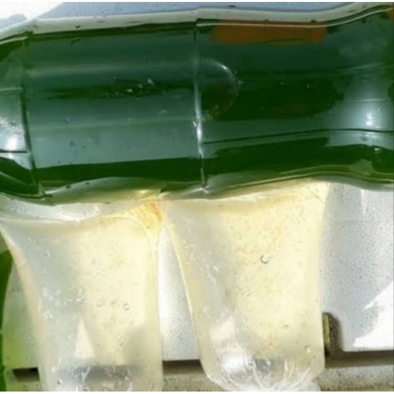Daphnia Magna Kutu Air Raksasa Green water Paket Kultur