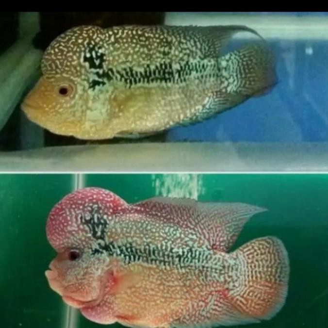 JDL Pelet Louhan Head Platinum Baby Prospect (size - S)