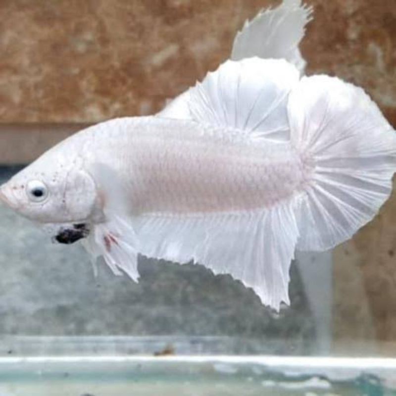 

ikan cupang platinum