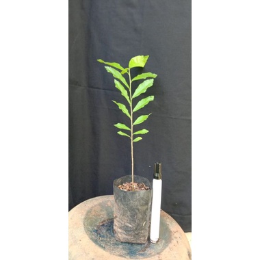 bibit bahan bonsai serut semai biji