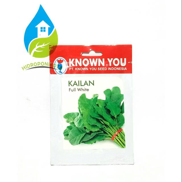 benih KAILAN FULL WHITE isi 5gr - bibit kailan - benih baby kailan - benih chinese kale - KYS