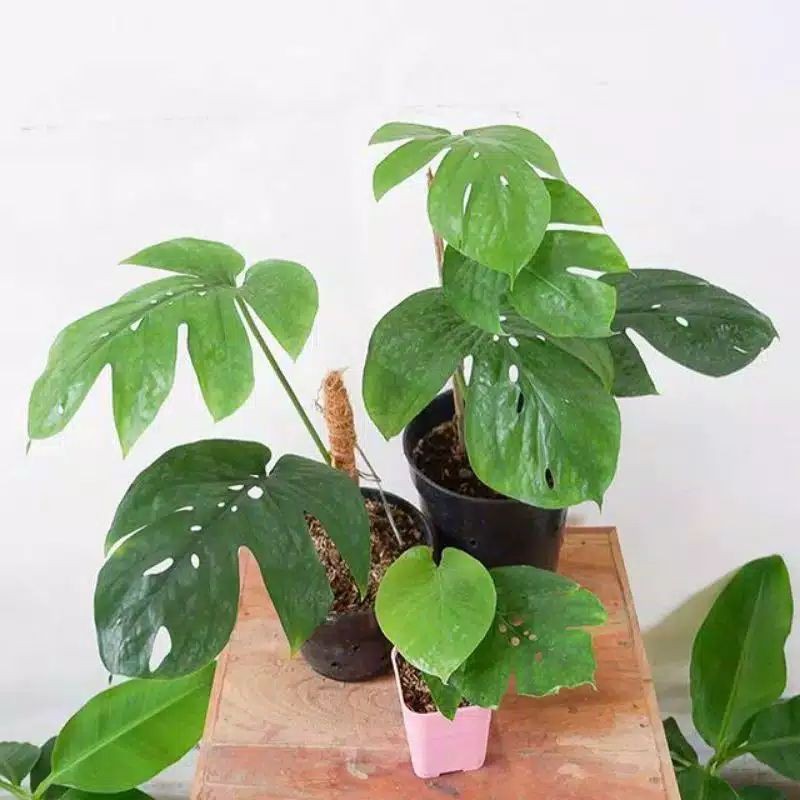 Tanaman Bunga Hias Monstera Mini Spiderman 2 Helai Daun Shopee Indonesia