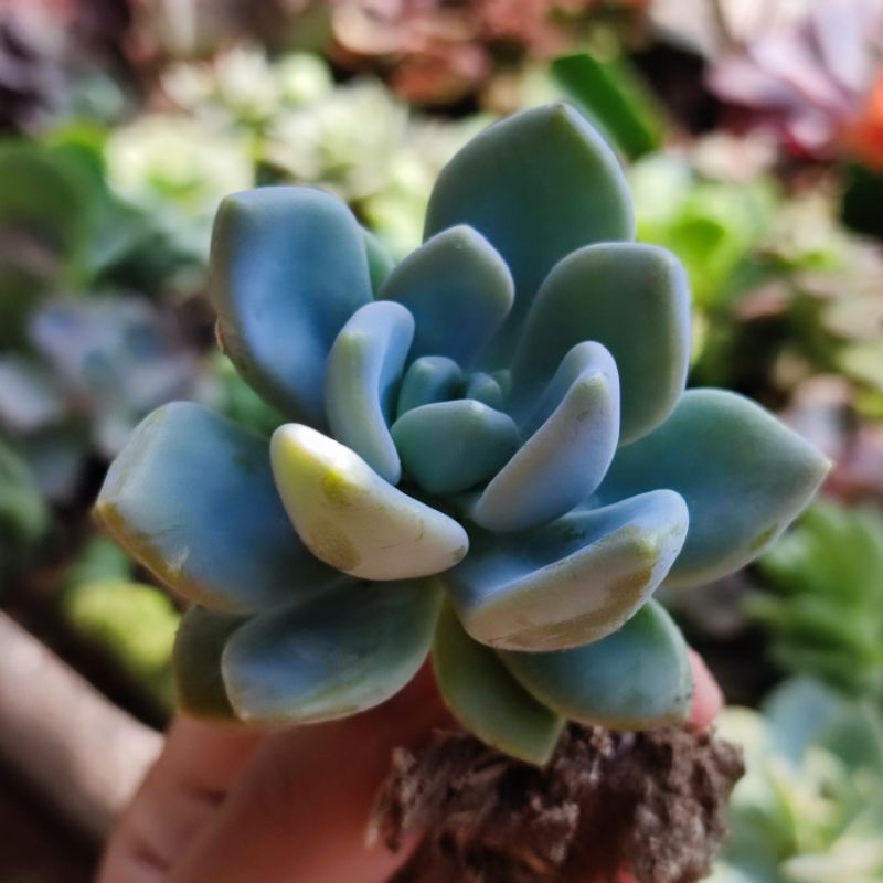 Sukulen Graptoveria Supreme Echeveria Opalina Murah