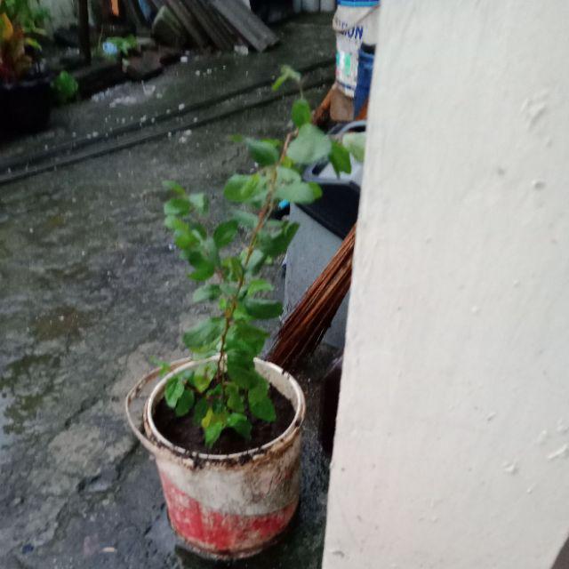 Bidara Arab Sidr #2 Pcs#