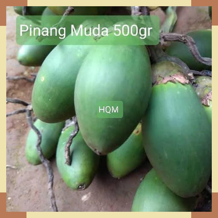 

Ingin perkasa makan Buah Pinang Jambe Buah Muda Obat Herbal Segar