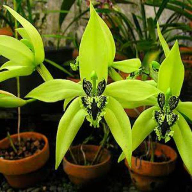 anggrek hitam kalimantan celogen coelogen coel pandurata dewasa