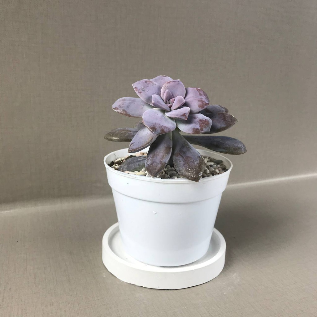 Kaktus Sukulen (Pink | Graptopetalum Superbum) Tanaman Hias Hidup (Medium Size)