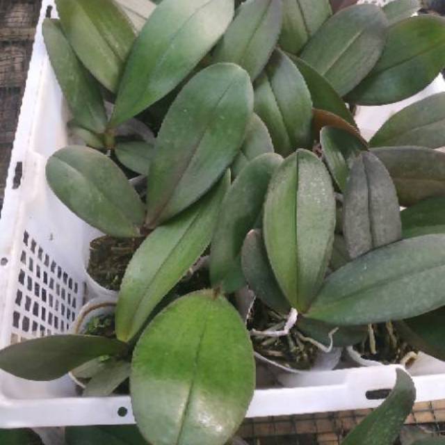 Dewasa -Anggrek bulan taiwan