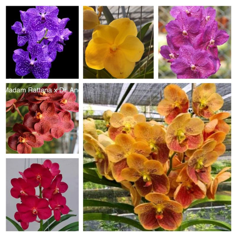 Anggrek Vanda Spike, Knop dan Bunga