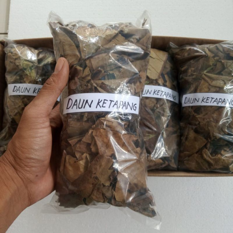 daun ketapang kering daun untuk cupang ketapang olahan obat ikan cupang daun penetralisir PH air