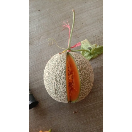 

melon jepang / melon cantalope