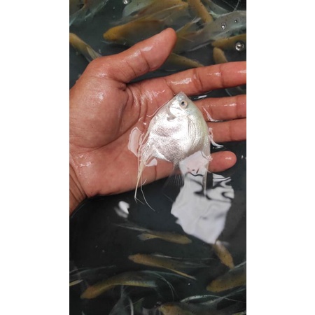 

ikan Manfish