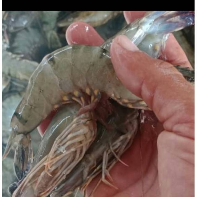 

uDANG PANCET/TIGER 40-50