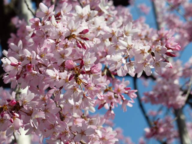 Benih Bibit Biji - Bunga Sakura (Japanese Cherry Blossoms) Flower Seeds - IMPORT JAPAN