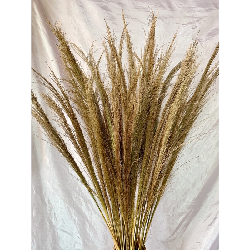 (Ecer) PAMPAS BULU TIPIS MURAH / dried pampas kering / dried flowers pampas