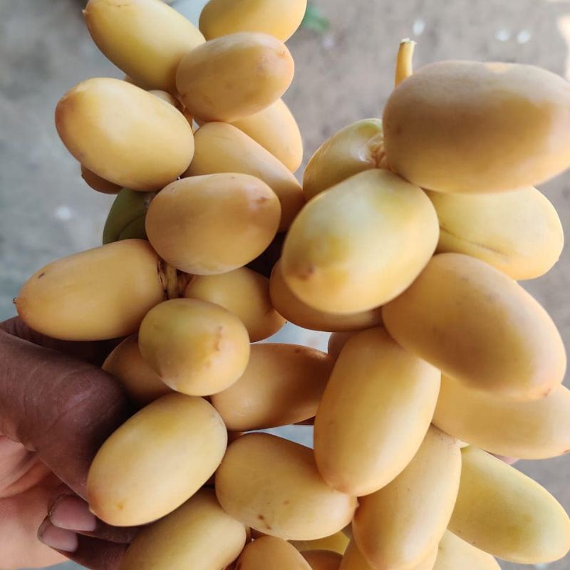 KURMA MUDA KUNING 1kg