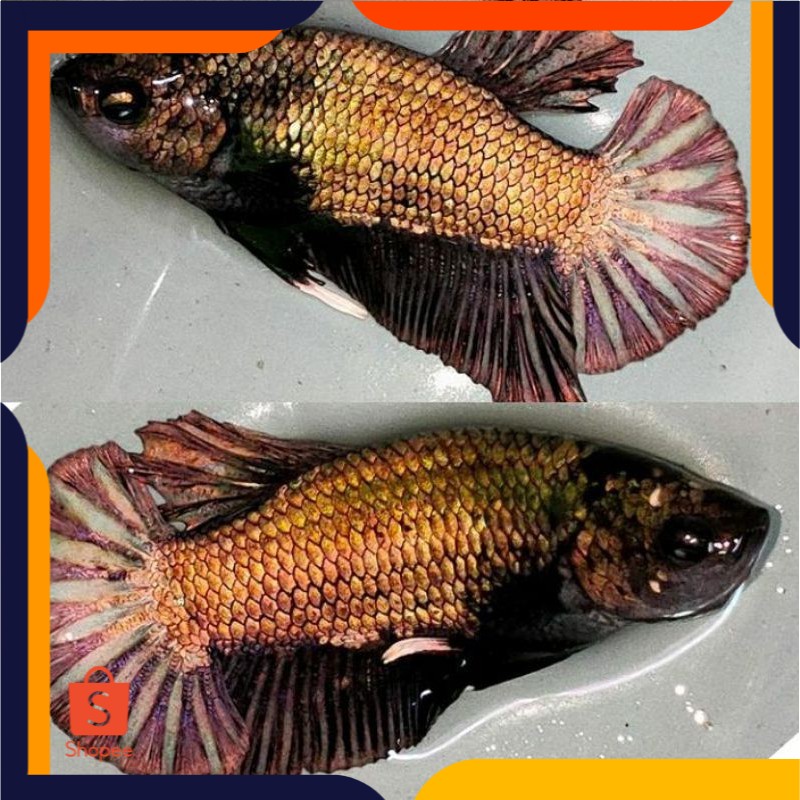 [REAL PICT] Cupang AVATAR GOLD Top Quality Top Grade Indukan Cupang Plakat Avatar GOLD COOPER