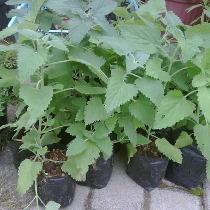 Tanaman Catnip Disukai Kucing Pengusir Tikus