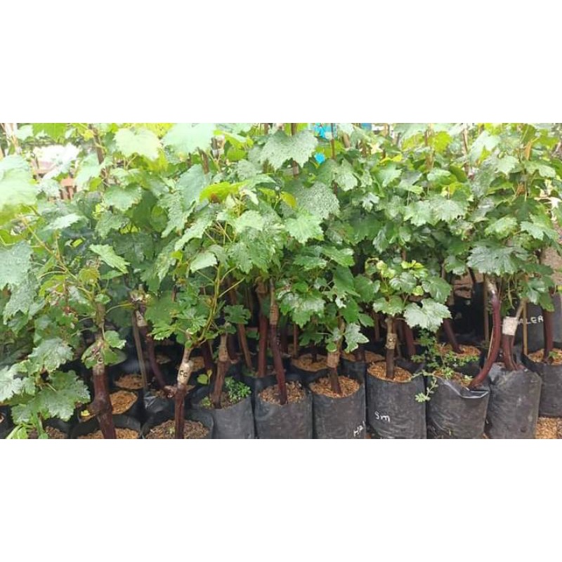 bibit anggur impor ninel, trans, jupiter,akademik