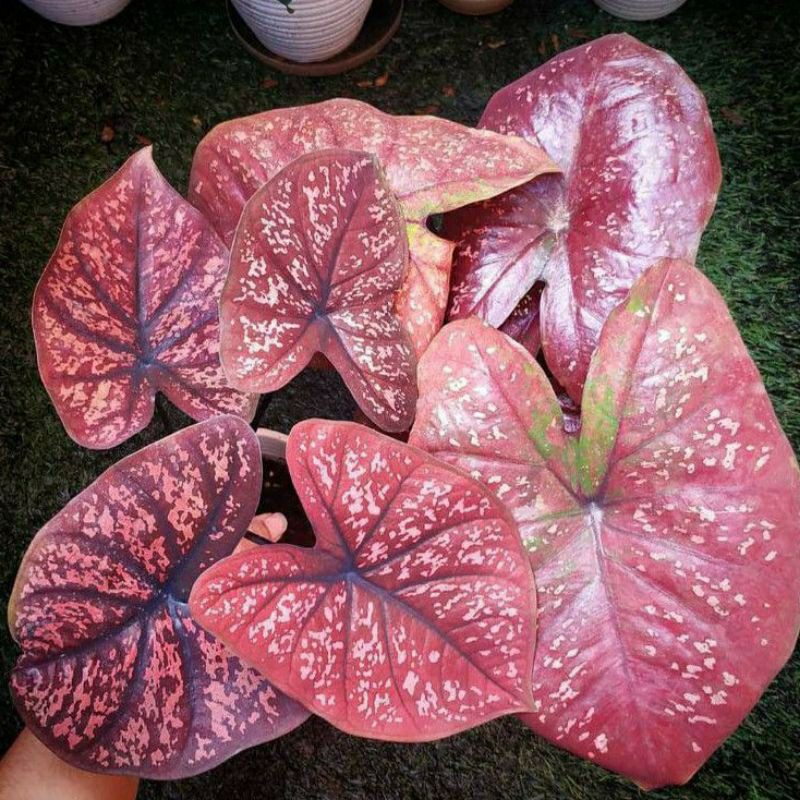 anakan keladi hybrid caladium DOH deep of heart langka
