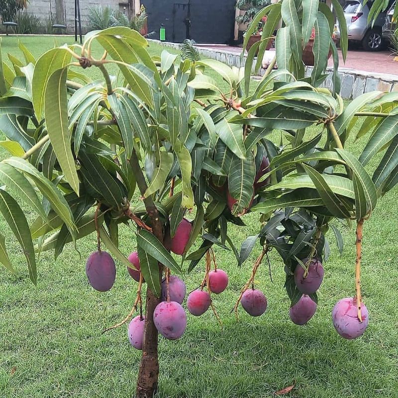 BIBIT MANGGA IRWIN UNGU SUPER MANIS (COCOK DI TANAM POT)