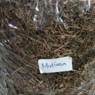 

TERMURAH JAMU DAUN MUTIARA KERING 500 GRAM