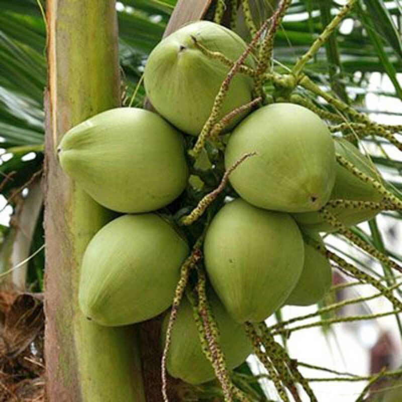 Bibit Kelapa Pandan Wangi Genjah