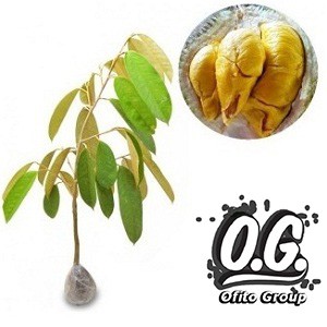 Tanaman Buah Durian Musang King