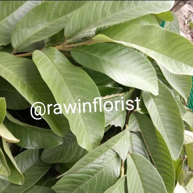 

daun jambu biji merah Herbal alami Murah Obat herbal alami murah asli dari kampung