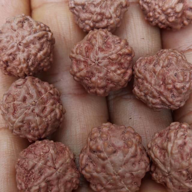 Rudraksha jenitri mukhi 6