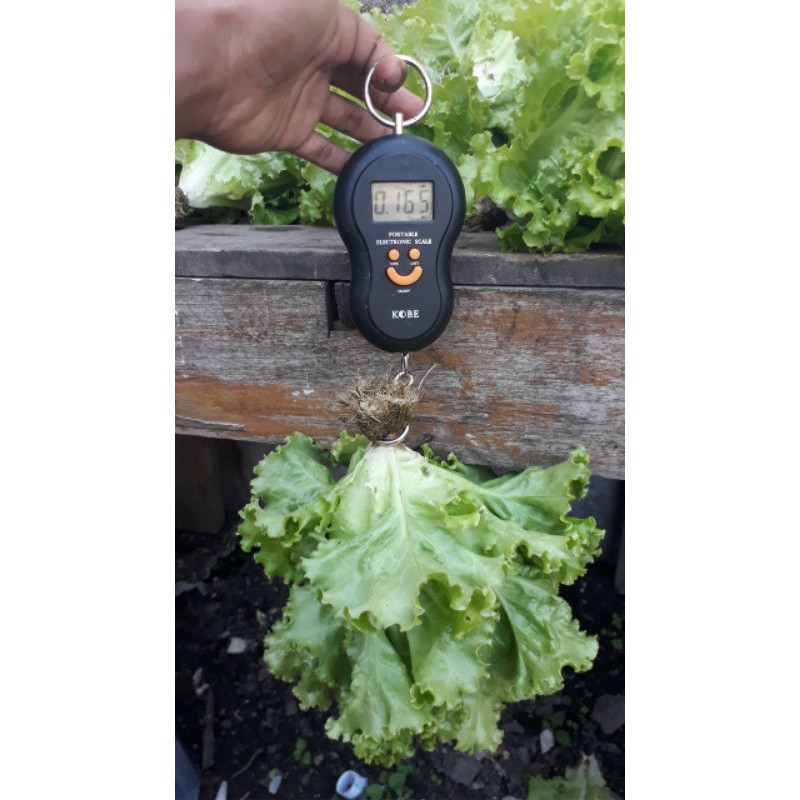 

SELADA (Harga/ 3 ons)