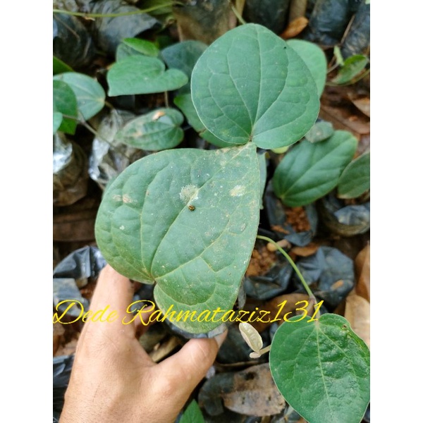 BIBIT KEMUKUS SUPER SIAP TANAM