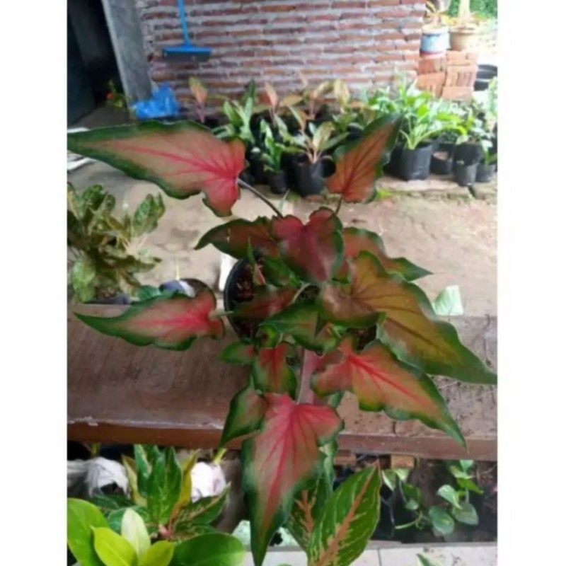 bunga Keladi keris merah