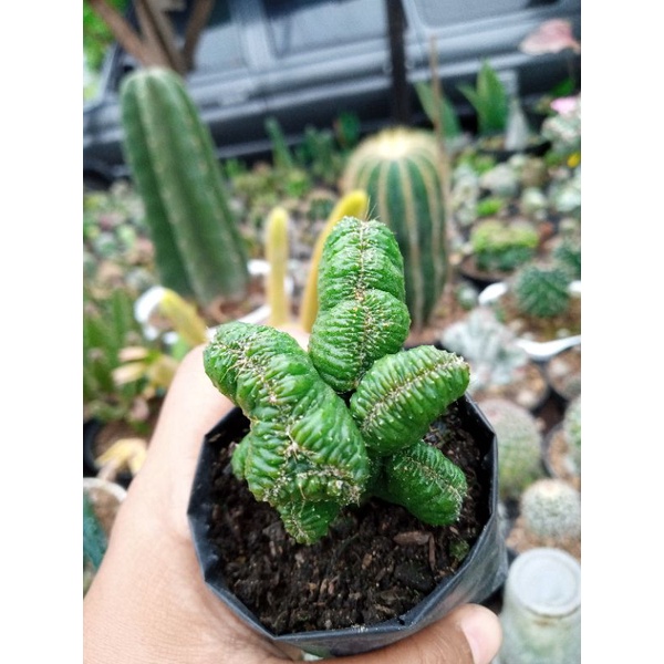 Kaktus Cereus Cristata