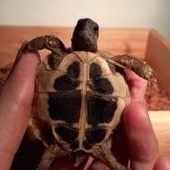 Kura Kura Darat Hermani Tortoise