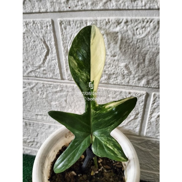 philodendron Florida beauty varigata