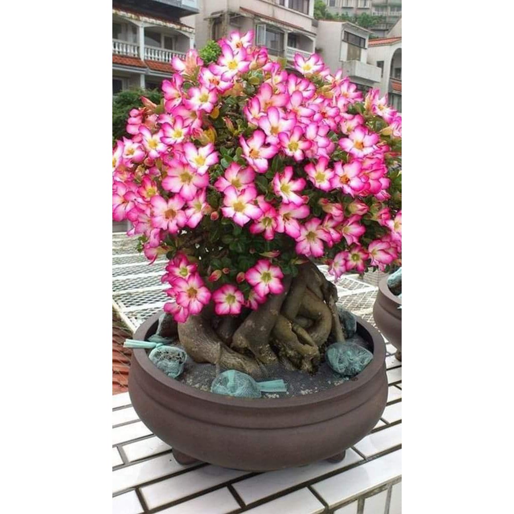 biji adenium obesum desert rose adenium
