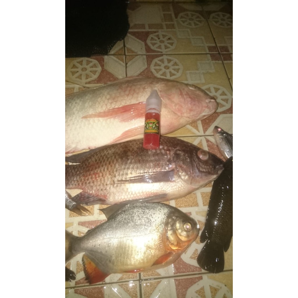 ESSEN IKAN NILA ESSENCE IKAN MAS UMPAN IKAN NILA JITU JEDUD