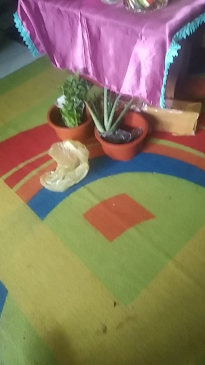 Daun Mint Spearmint Promo Beli 5 Gratis 1