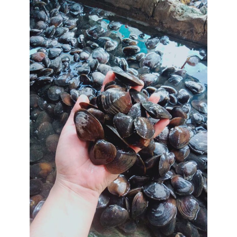 kerang air tawar / kijing