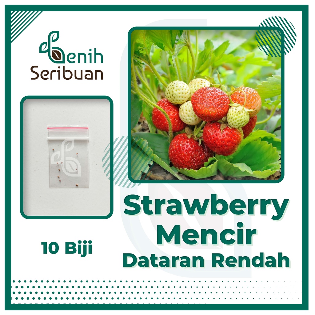 BS-BYL Benih Buah Bibit Tanaman Buah F1 Hibrida Unggul Anggur Strawberry Semangka Melon Labu Pepaya Jambu Blackberry Ciplukan Raspberry dll-STRAWBERY DAT RENDAH