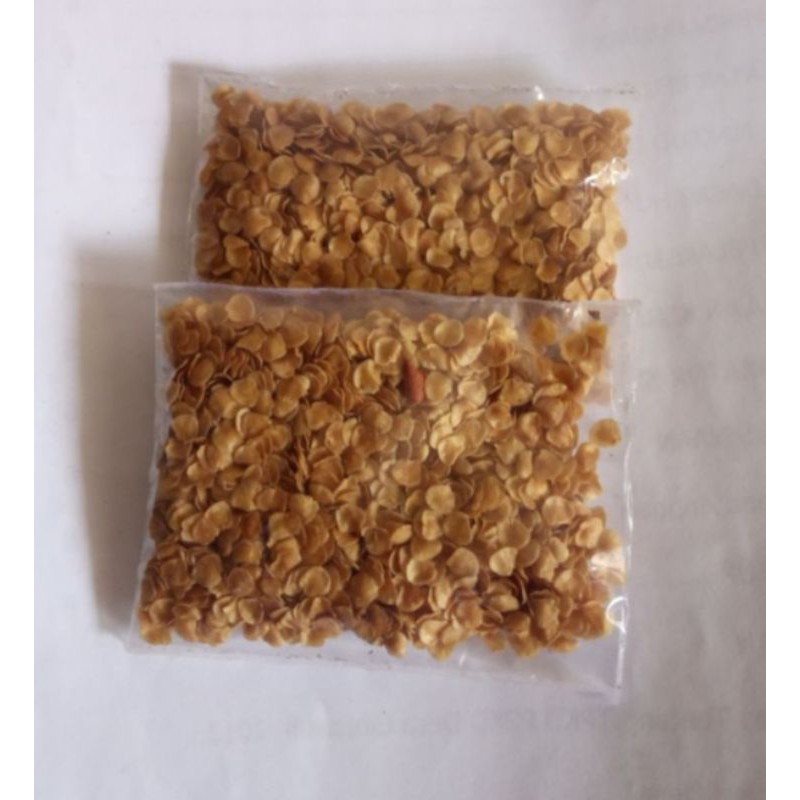 Biji terong pari terong hutan terong berduri paket 250 biji lebih bisa juga untuk obat sakit gigi