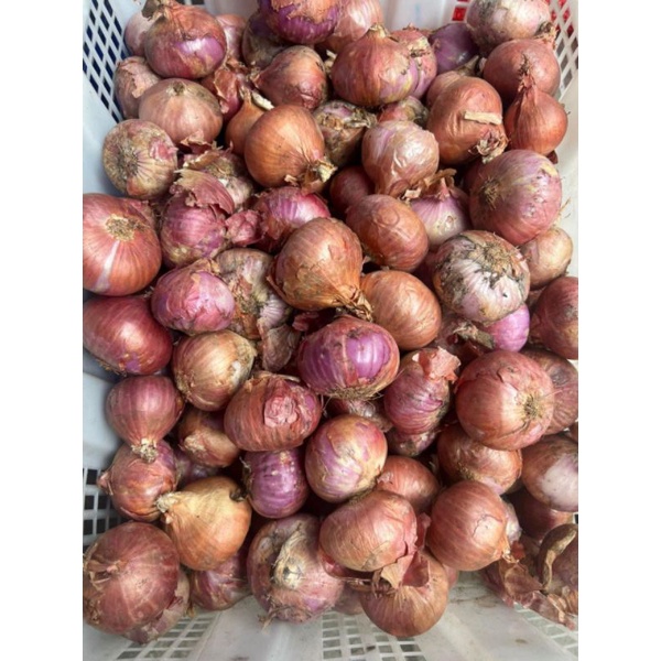 

bawang merah