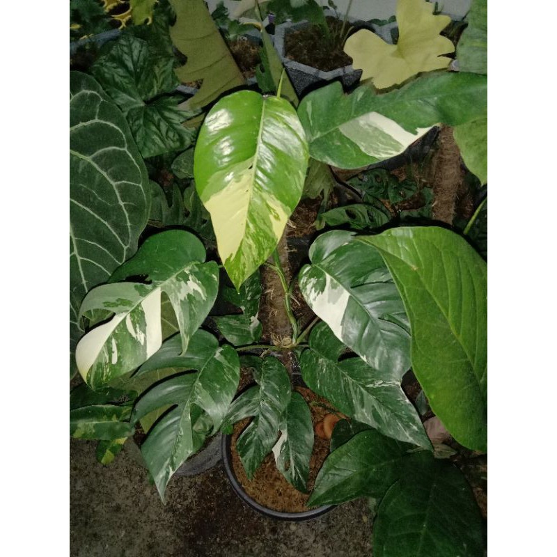 Monstera Ekor Naga Variegata Jumbo