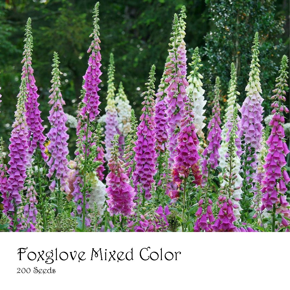 PlantaSeed - 200 Seeds - Foxglove Mixed Color Biji Bunga - PAS0220