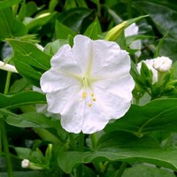 Benih Bibit Biji - Bunga Pukul Empat Putih / Four O'Clock White Flower Seeds