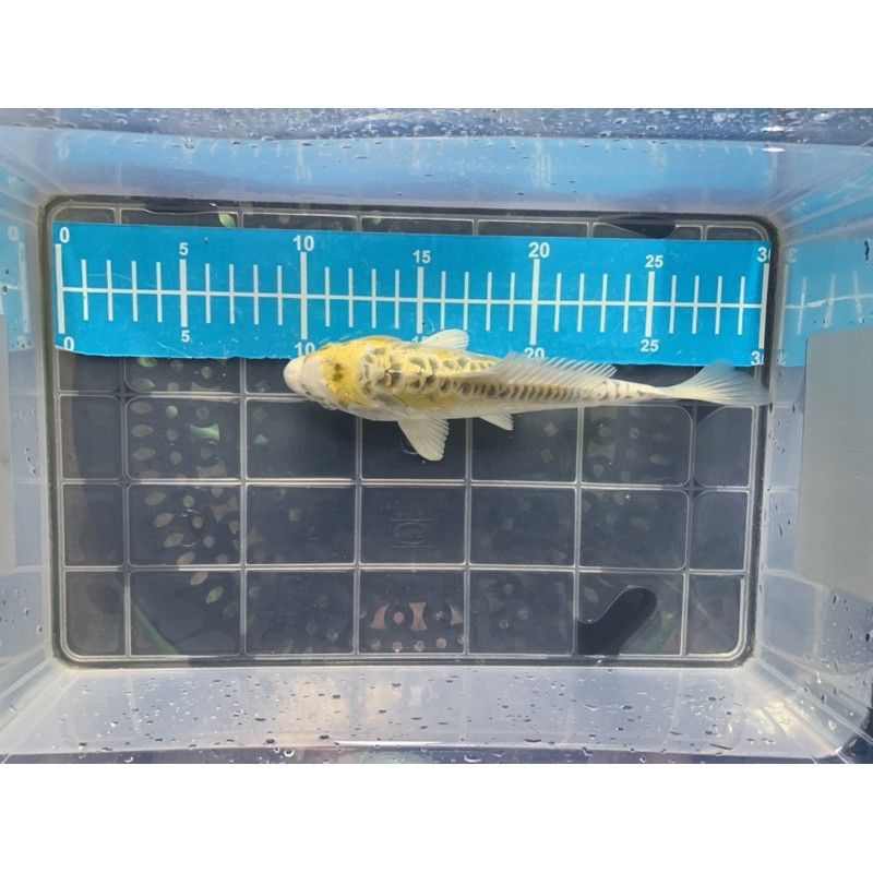 PAJANGAN AQUARIUM - Koi Antik - Koi blitar Aragoke 20cm
