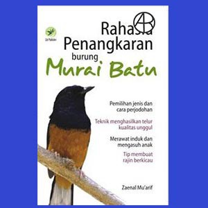 

Rahasia Penangkaran Burung Murai Batu